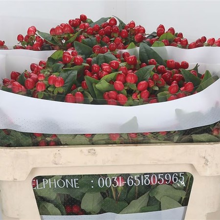 Hypericum Spray Red