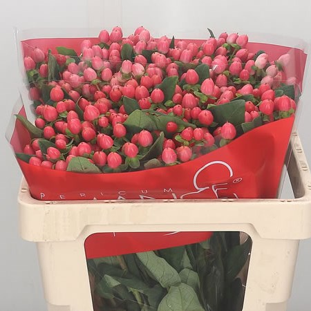 Hypericum Sweet Romance