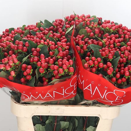 Hypericum True Romance