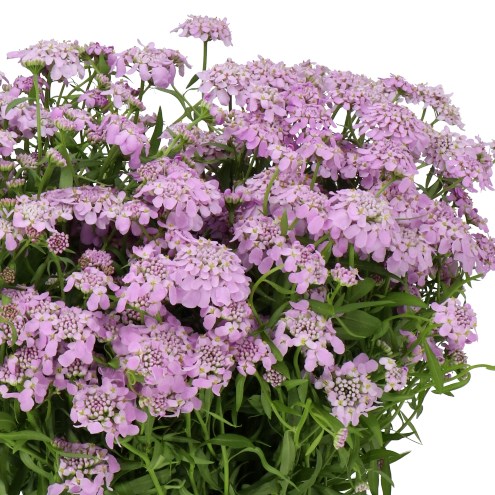 IBERIS LAVENDER