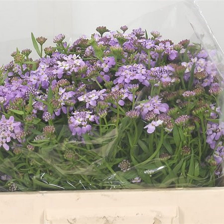 IBERIS LAVENDER