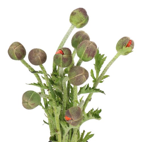 POPPY RED STAR