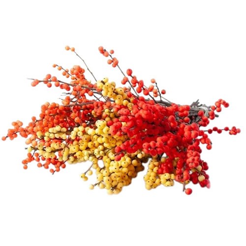 ILEX AUTUMN MIX