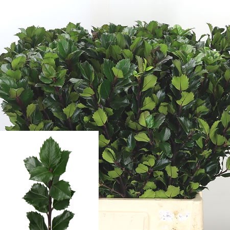 ILEX BLUE PRINCE