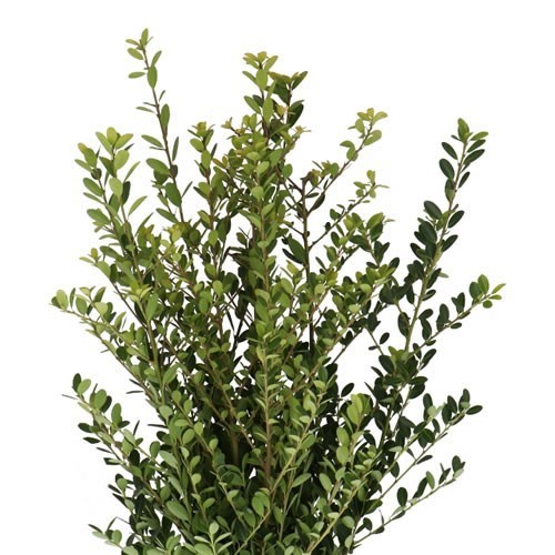 ILEX CRENATA GREEN HEDGE