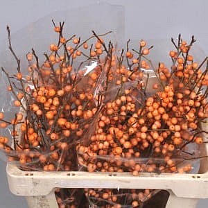 ILEX CRESGOLD