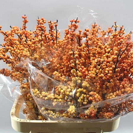 ILEX CRESGOLD