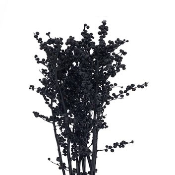 ILEX DYED BLACK