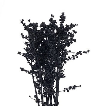 ILEX DYED BLACK