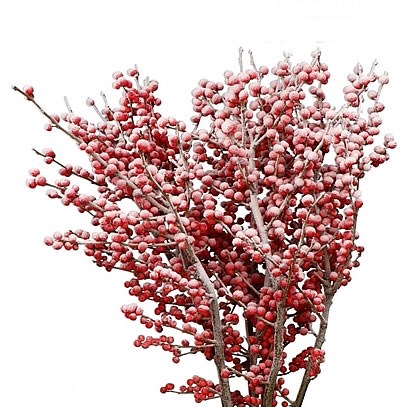 ILEX DYED FROST