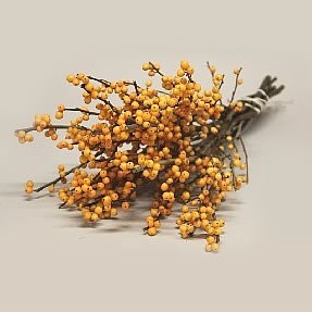 ILEX GOLDEN VERBOOM (BQT GRADE)