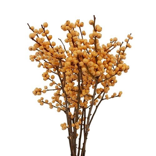 ILEX GOLDEN VERBOOM (BQT GRADE)