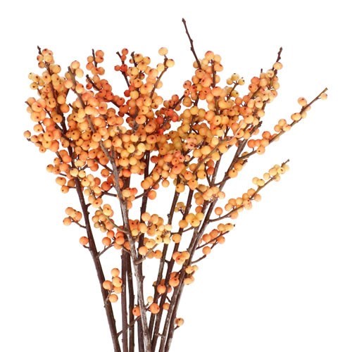 ILEX JULIA (BQT GRADE)