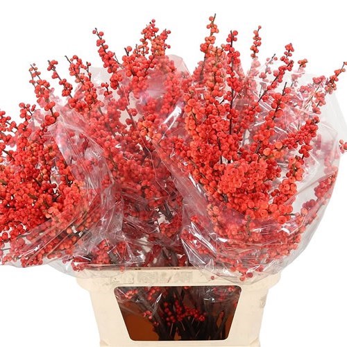 ILEX OUDIJKS ORANGE