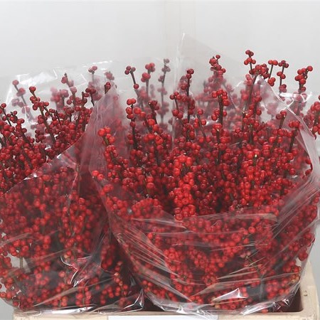 ILEX VERTICILLATA