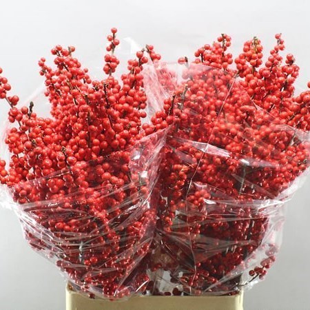 ILEX VERTICILLATA