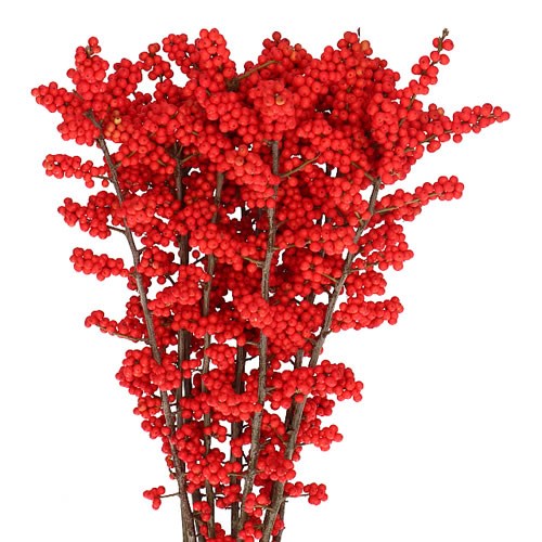 ILEX VERTICILLATA BRIT BUYS