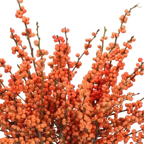 ILEX VERTICILLATA LA RANGE