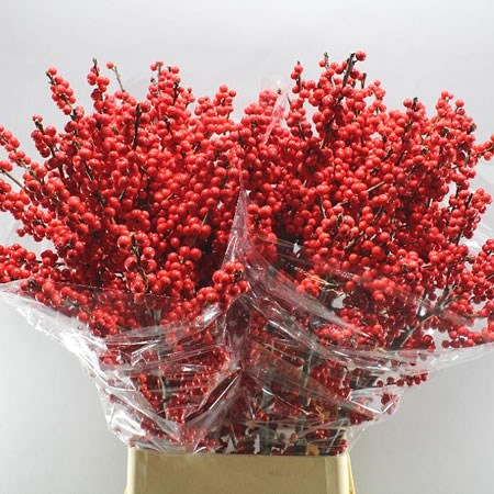 ILEX VERTICULLATA