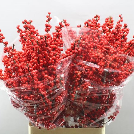 ILEX VERTICULLATA