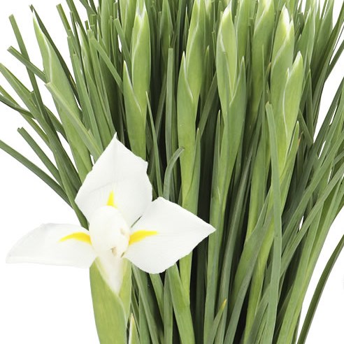 IRIS ALASKA