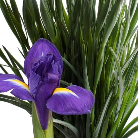 IRIS BLUE MAGIC