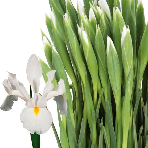 IRIS CASABLANCA