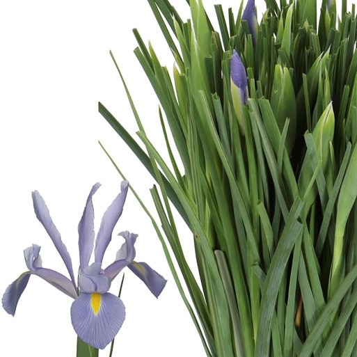 IRIS SHANGHAI