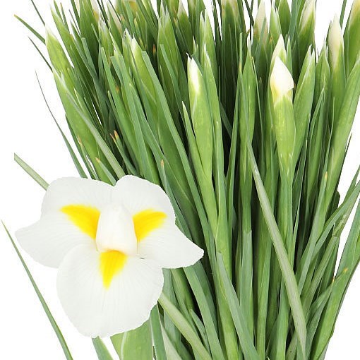 IRIS WHITE MAGIC