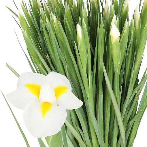IRIS WHITE MAGIC