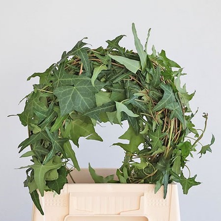 IVY TRAILS GREEN 100CM