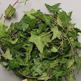 IVY TRAILS GREEN 80cm