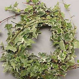 IVY TRAILS VARIEGATED 80cm