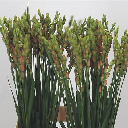 IXIA CASTOR