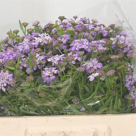 Iberis Lavender
