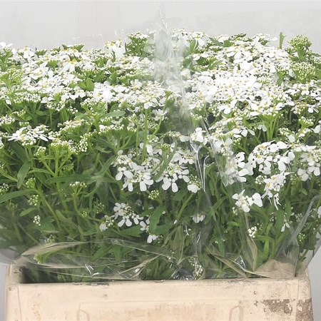 Iberis White