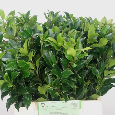 Ilex Blue Fantasy