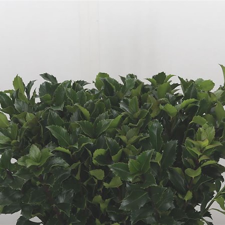 Ilex Blue Fantasy