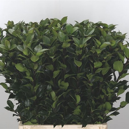 Ilex Blue Fantasy