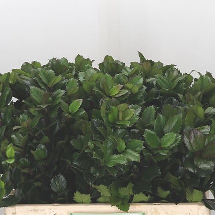 Ilex Blue Prince