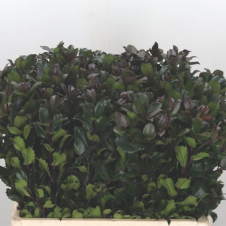 Ilex Blue Prince
