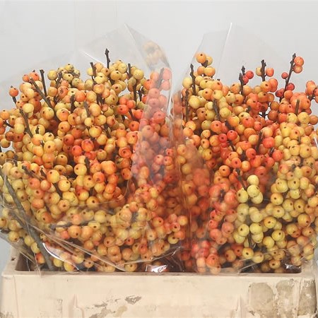 Ilex Cresgold