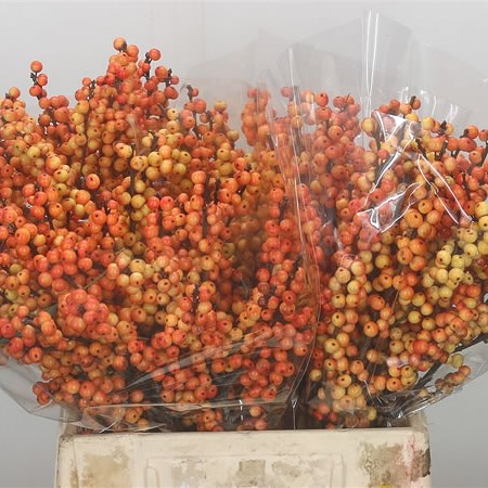 Ilex Cresgold