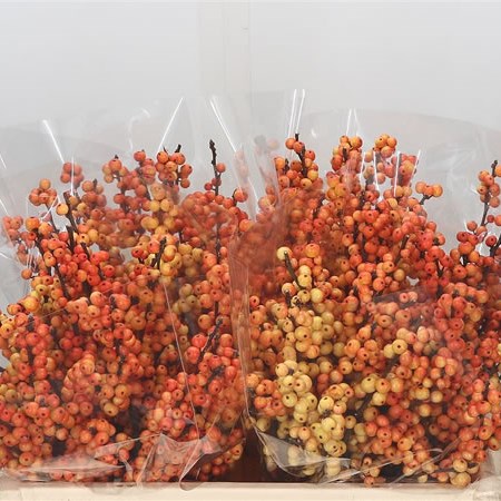 Ilex Cresgold