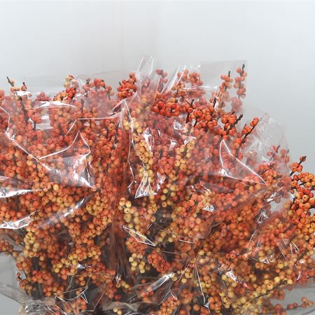 Ilex Cresgold