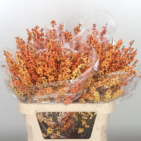 Ilex Cresgold