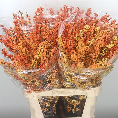 Ilex Cresgold