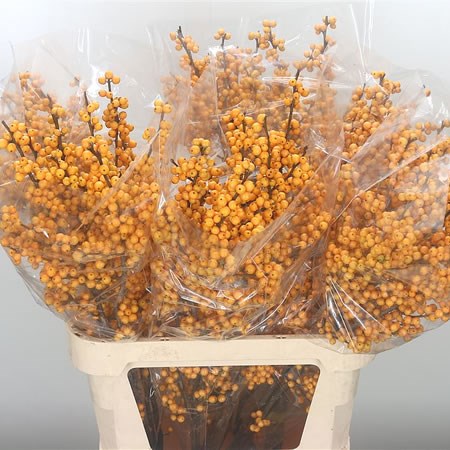 Ilex Golden Verboom