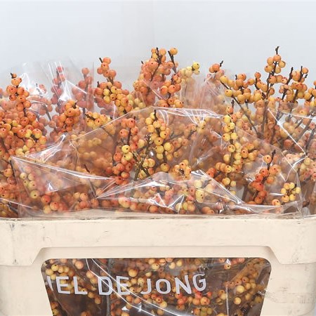 Ilex Ilexia Julia