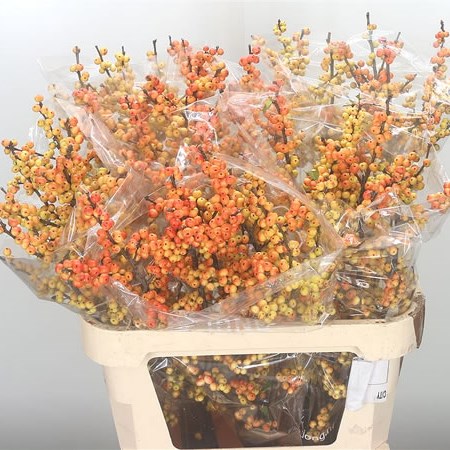 Ilex Julia